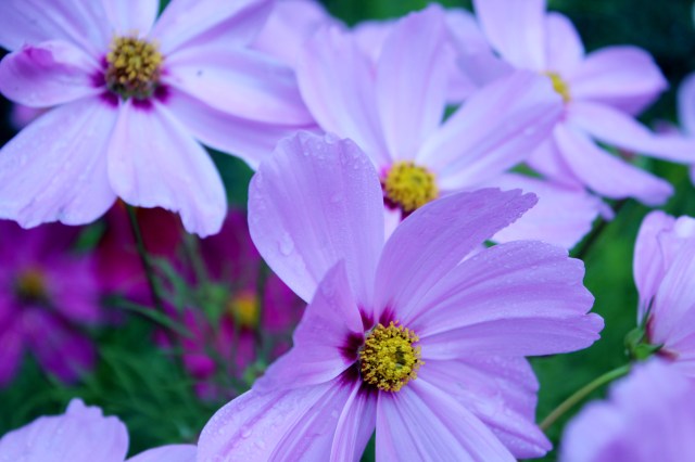 Cosmos - The Flowers